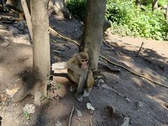 -黔灵山公园