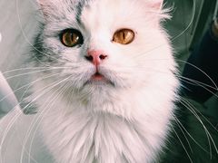 -喵的天空名猫咖啡馆·撸猫·猫舍·用品