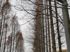 -昆山城市生态森林公园