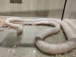 -Moni星球萌宠·小马宝莉·灵蛇·高端高阶全萌宠互动体验俱乐部(红豆国际广场店)