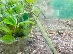 -上海昆虫博物馆