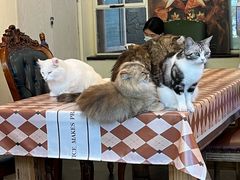 -猫小院猫主题餐厅(南锣旗舰店)