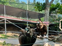-西霞口神雕山野生动物世界