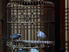 -鱼桥巷·美学川菜