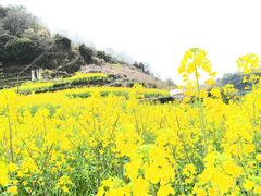 -桑洲油菜花景区