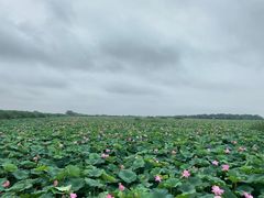 -洪湖生态旅游区