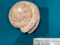 -青岛贝壳博物馆