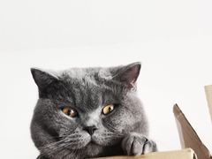 -宠福鑫24h动物医院