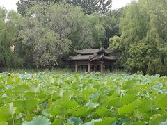 -莲湖公园