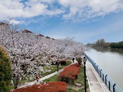 -高东镇樱花园