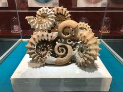 -青岛贝壳博物馆