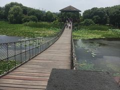 -荷塘月色湿地公园·向阳花洲