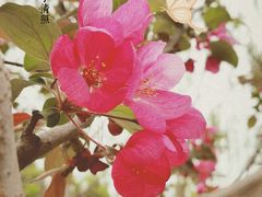 -海棠花溪(元大都城垣遗址公园)