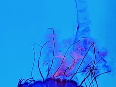 -上海海洋水族馆