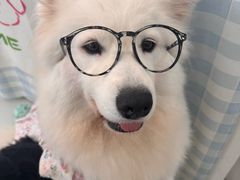 -汪说·狗咖·拼豆·宠物周边DIY(旺城大厦店)