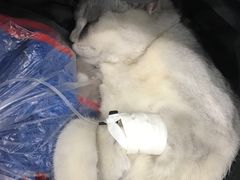 -伟伟宠物医院·CT影像中心·瑞派犬猫综合性门诊(汉口总院)