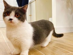 -李小姐の猫咖啡馆(五角场店)