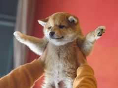 -猫色咖啡·猫咖