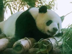 -广州动物园