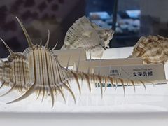 -贝壳梦幻世界