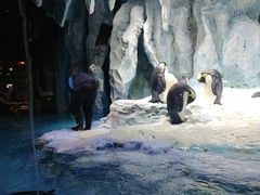 -帝企鹅自助餐厅•儿童岛•真企鹅(长隆企鹅酒店)