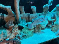 -悉尼海洋生物水族馆