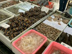-大湾区中央湿地公园-十九涌