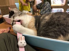 -藦茜花园宠物主题亲子互动体验馆(国顺东路店)