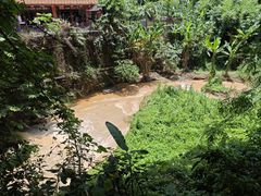 -西双版纳原始森林公园