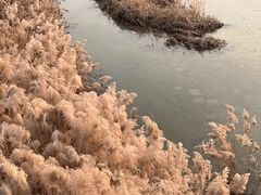 -西安浐灞国家湿地公园