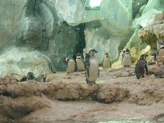 -帝企鹅自助餐厅•儿童岛•真企鹅(长隆企鹅酒店)