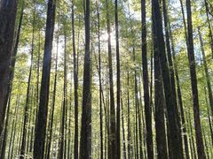 -山王坪喀斯特国家生态公园