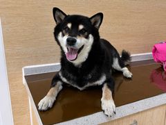 -美联众合动物医院·24h京西诊疗中心