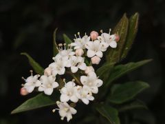 -瑶湖郊野森林公园