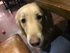 -百好乐宠物友好餐厅(朝外大街店)