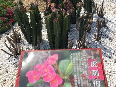 -丹樱生态园