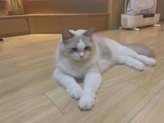 -关爱宠物医院·猫科中心·消化科(滨湖万达分院)