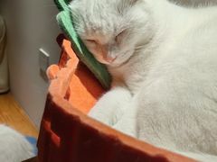 -有猫主题·治愈系猫咖(曾厝垵店)