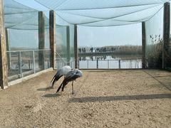 -盐城丹顶鹤湿地生态旅游区