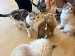 -有喵·猫咖·狗咖·30几只猫10只小狗(岗厦店)