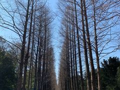 -上海滨江森林公园