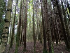 -武陵山森林公园