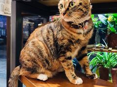 -猫的天空之城概念书店(杭州南宋御街店)