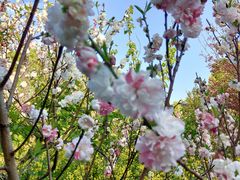 -南汇桃花村