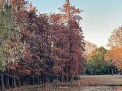 -上海共青森林公园