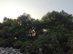 -宝安西湾红树林湿地公园