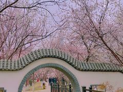 -桃花堤公园