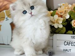 -小猫来了·猫舍(红山六九七九店)