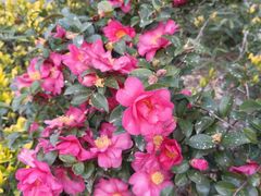 -上海市控江中学