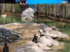-新加坡飞禽公园